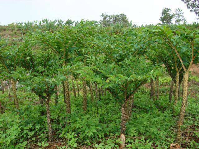 917d57176d8591fc999d1c427f004692.jpg 3.jpg